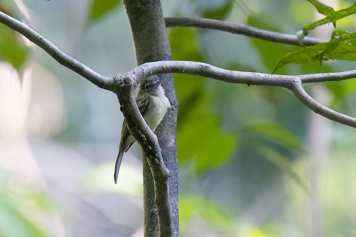 Yellow-olive Flatbill - Paul Beerman