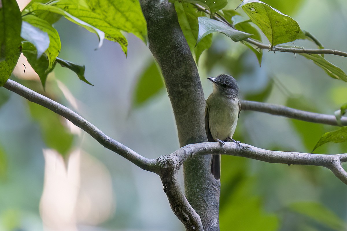 Yellow-olive Flatbill - Paul Beerman