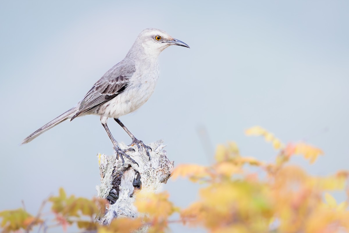 Tropical Mockingbird - ML490233461