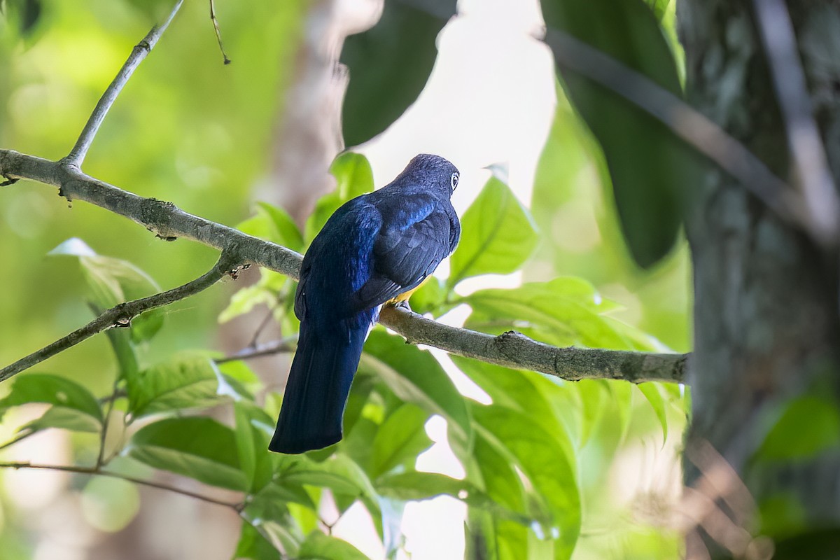 trogon zelenohřbetý - ML490233901