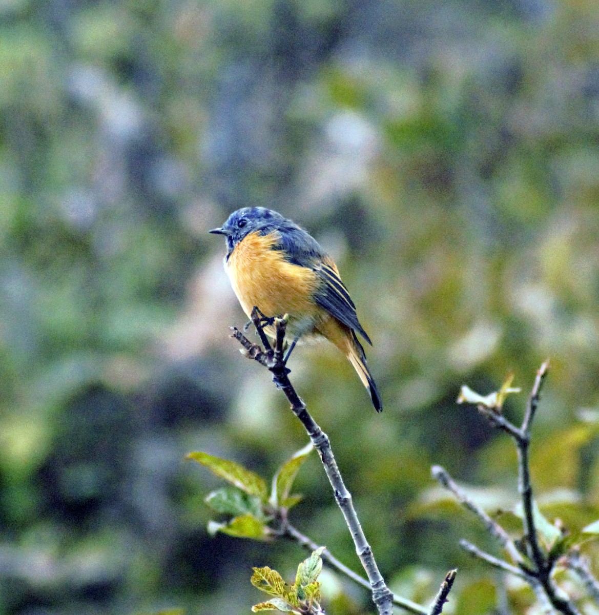 Blue-fronted Redstart - ML490234281