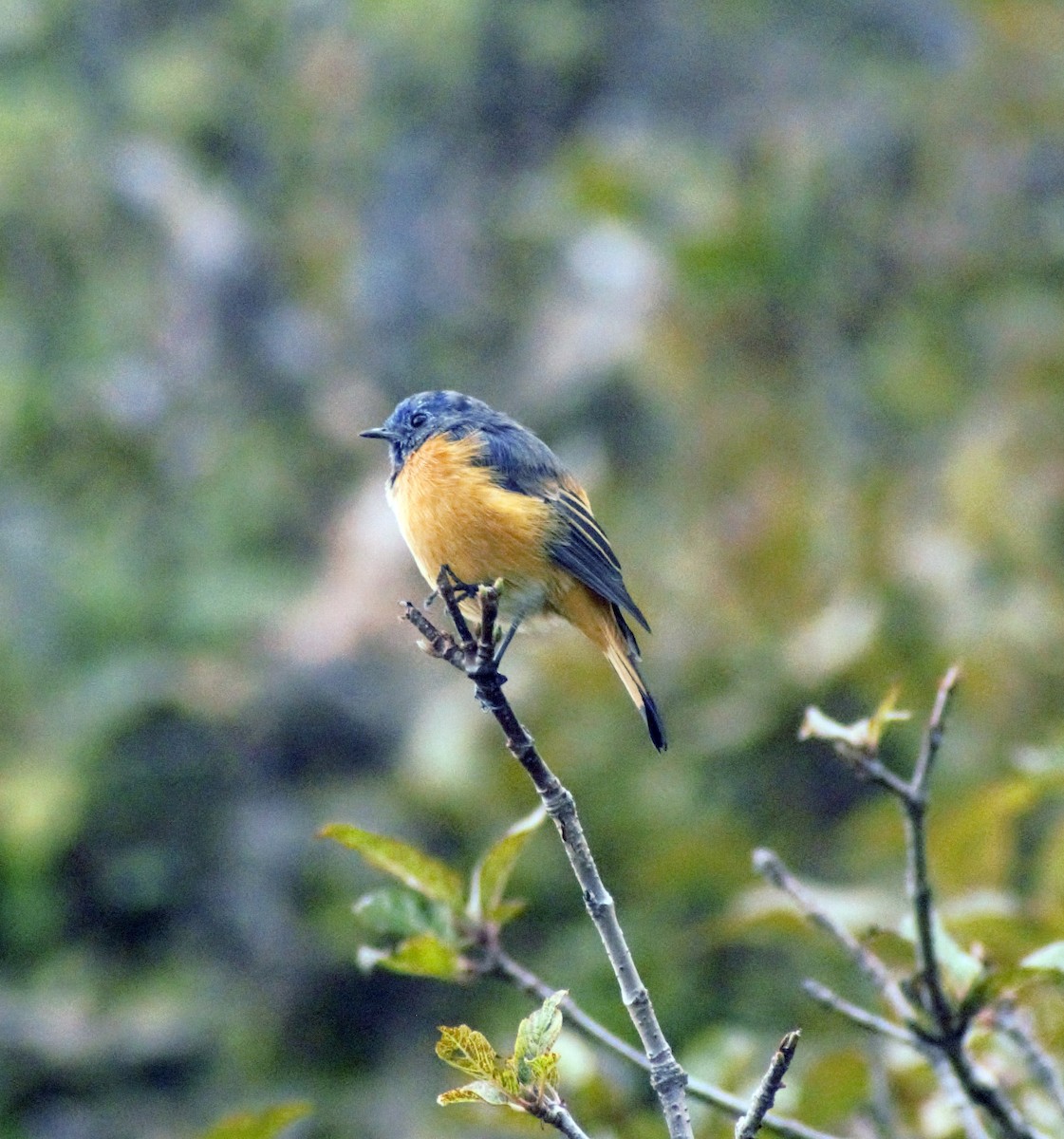 Blue-fronted Redstart - ML490234291