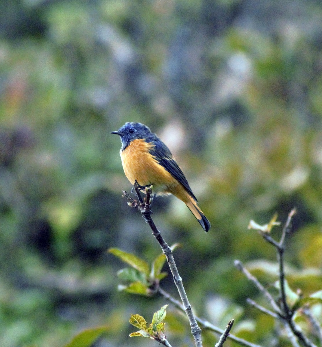 Blue-fronted Redstart - ML490234301