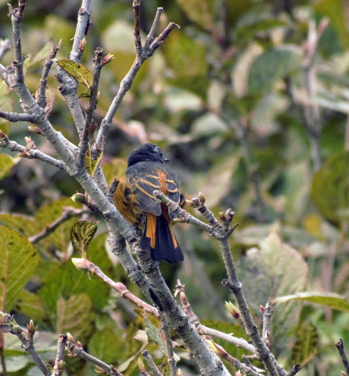 Blue-fronted Redstart - ML490234311