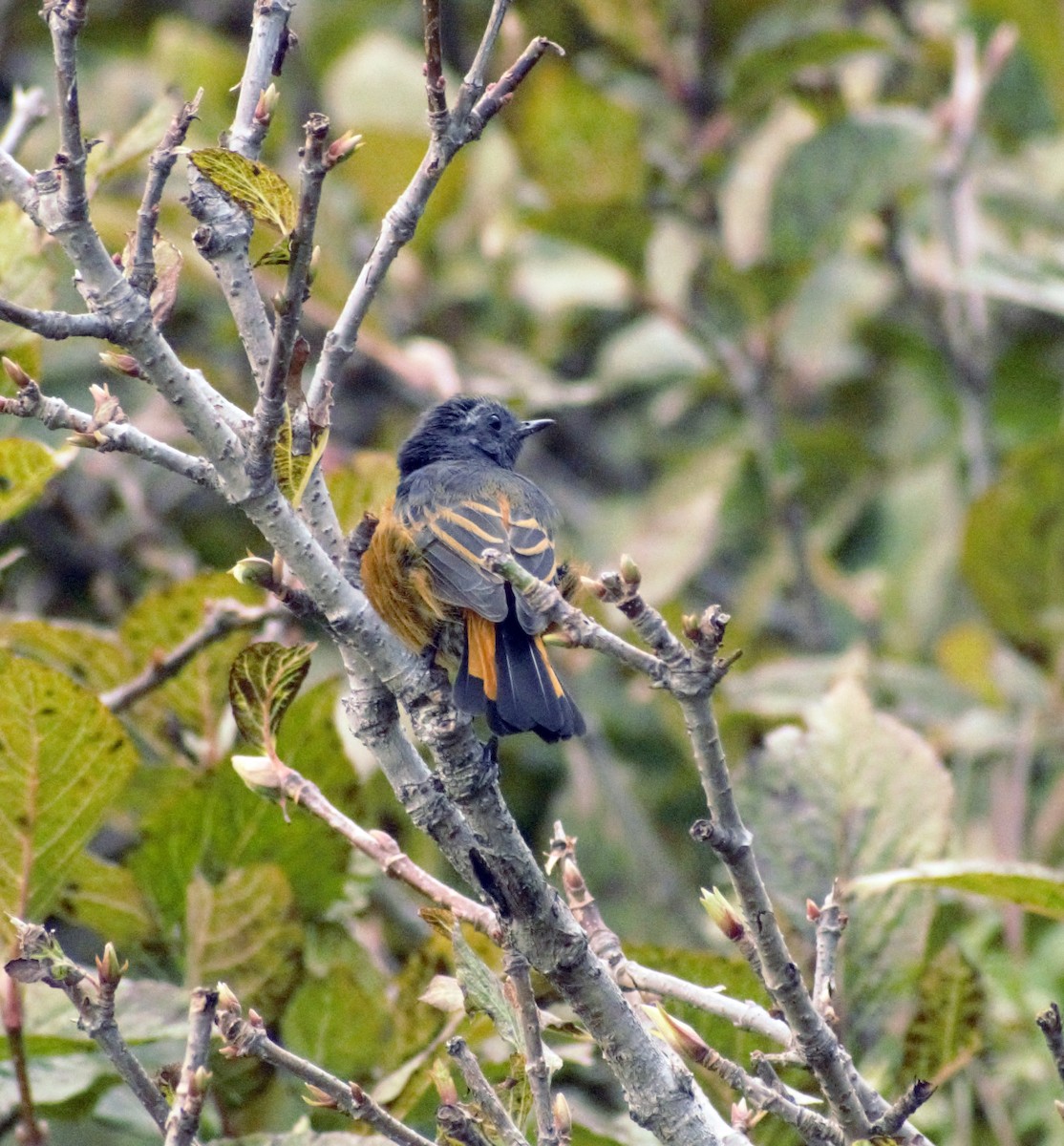 Blue-fronted Redstart - ML490234321