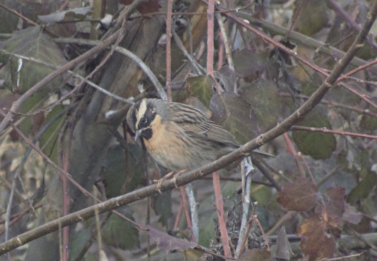 Black-throated Accentor - Mohammad Arif khan