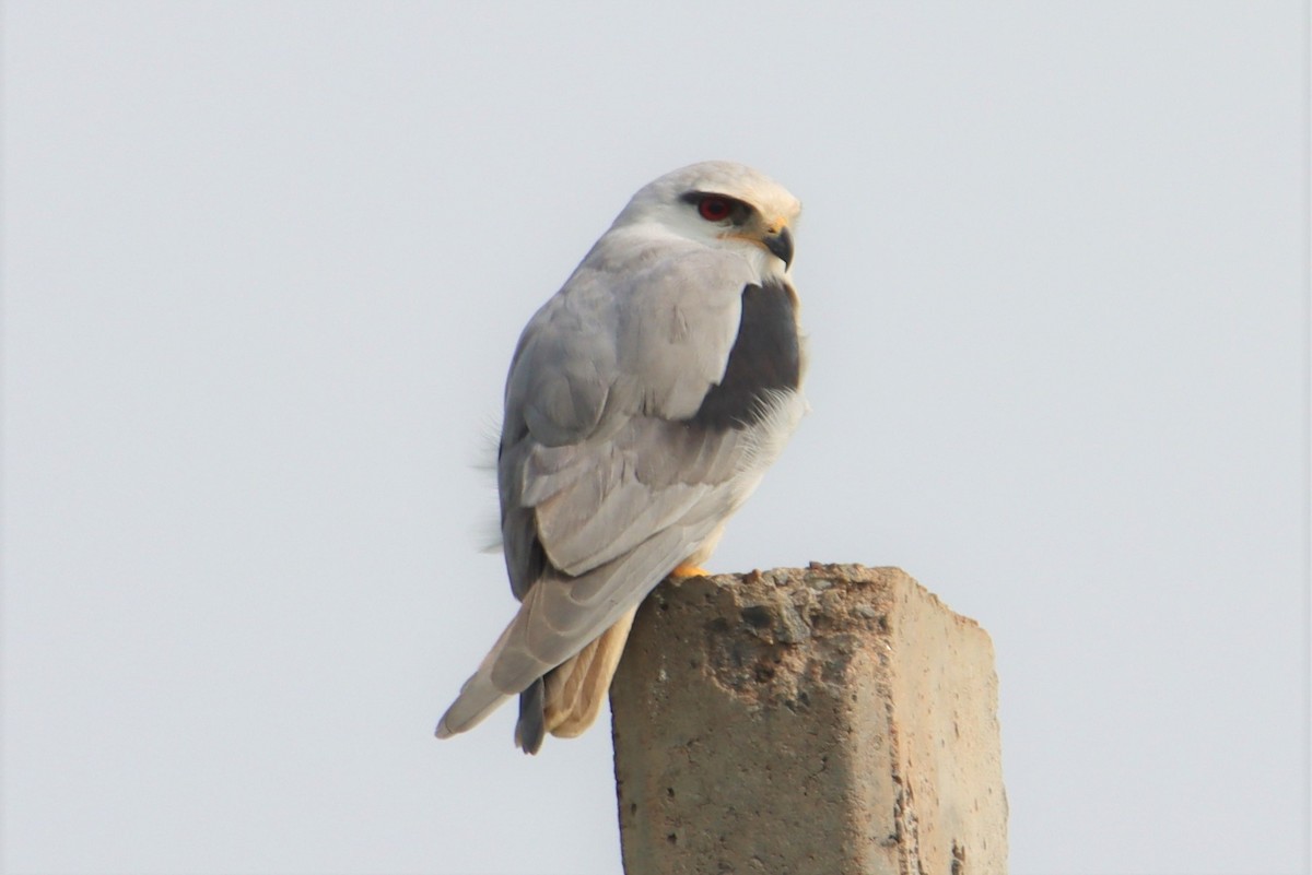 Black-winged Kite - Ajay Sarvagnam