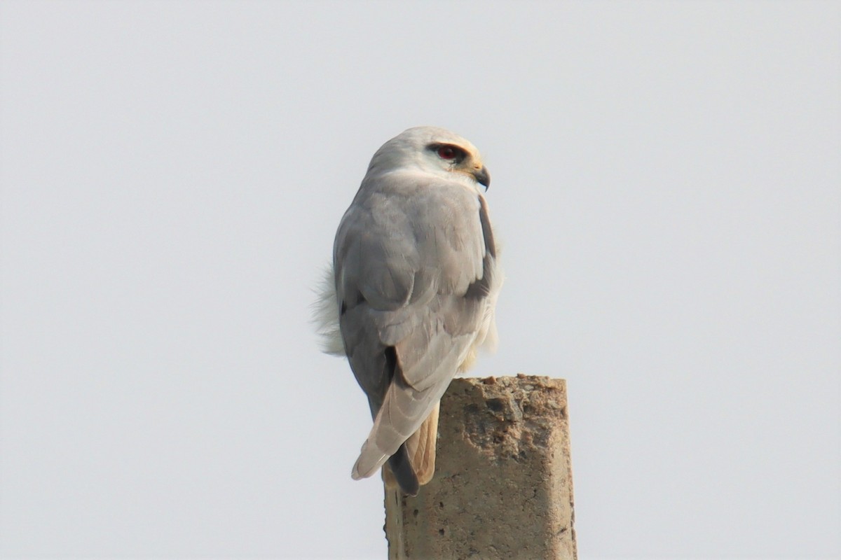 Black-winged Kite - ML490235781