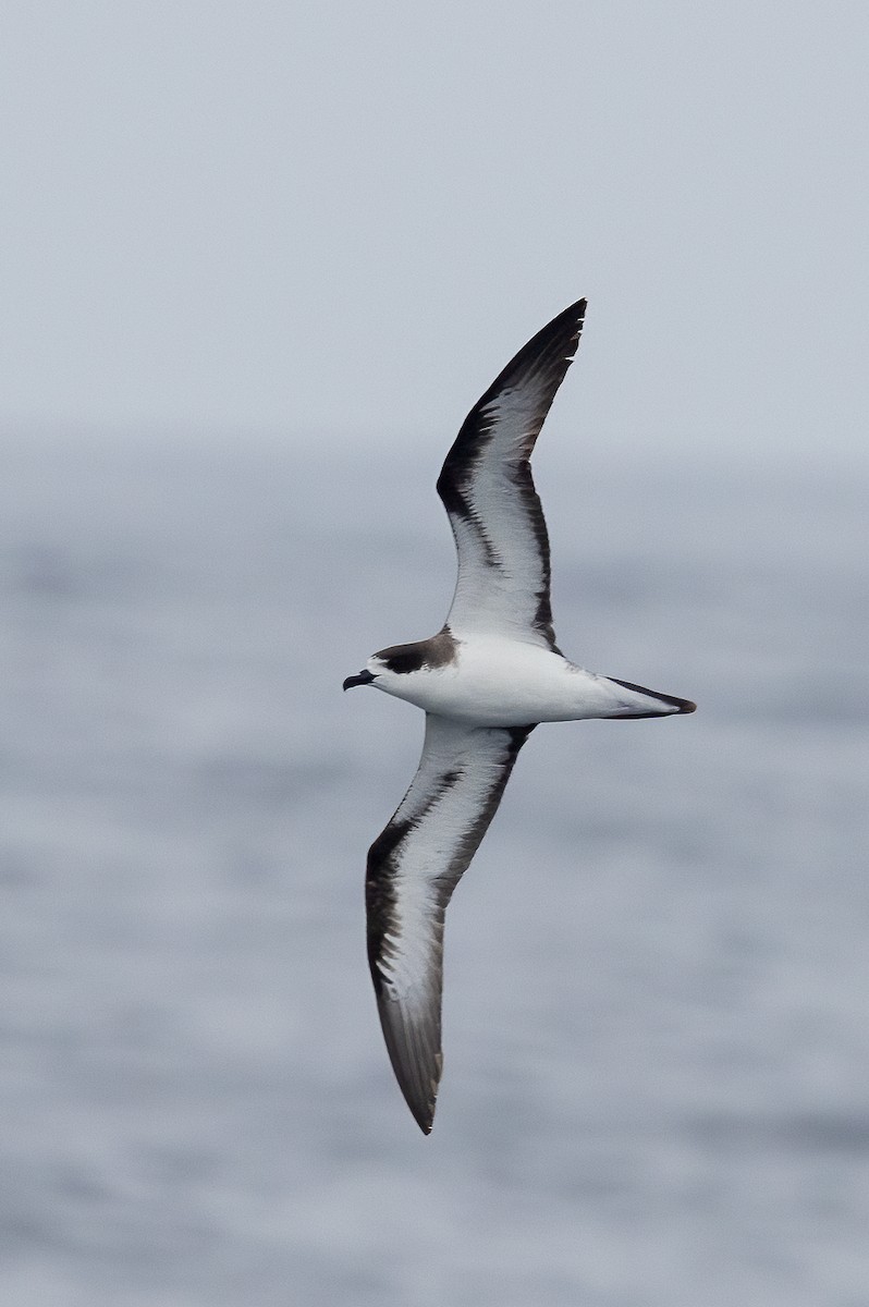 Hawaiian Petrel - Joshua Joun