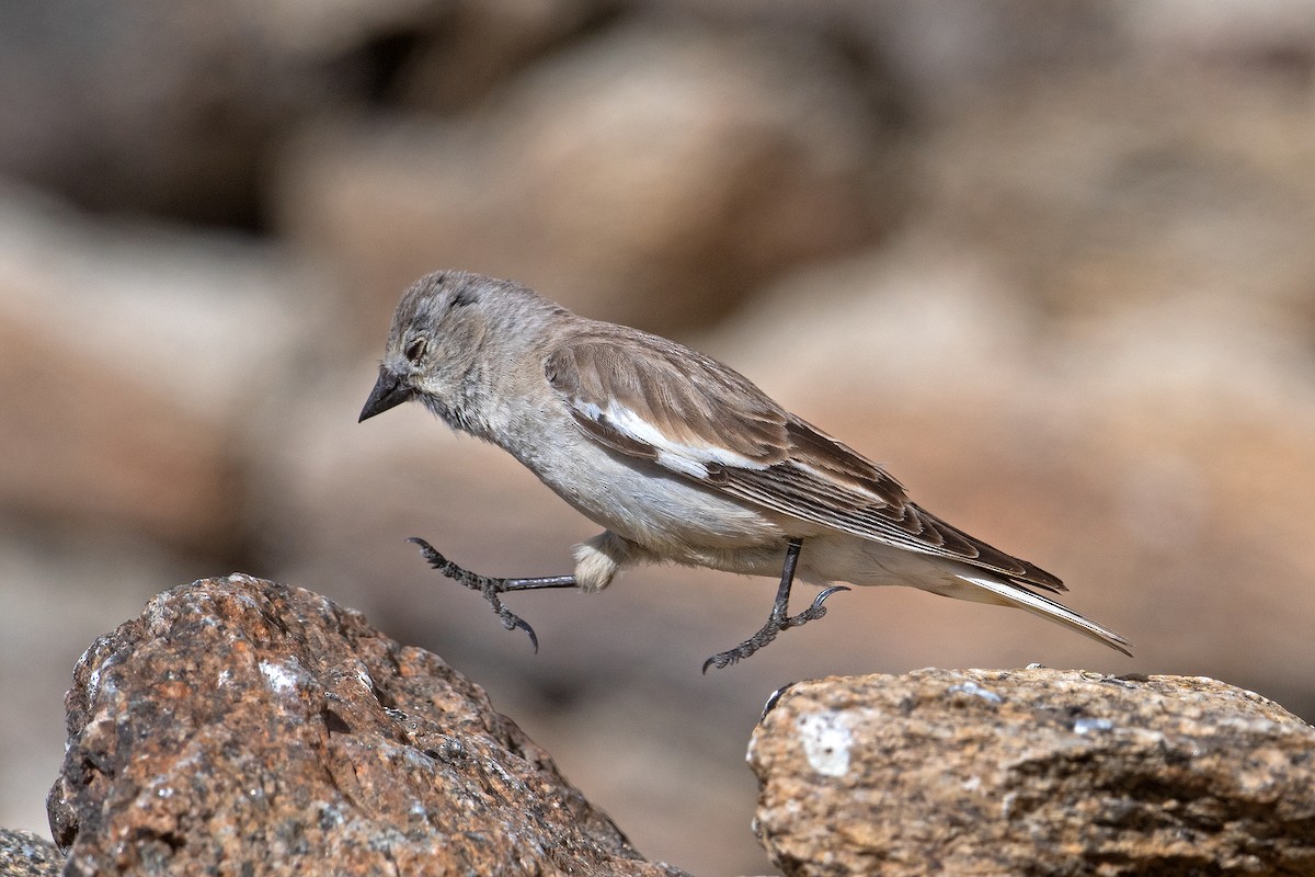 Black-winged Snowfinch - Aseem Kothiala