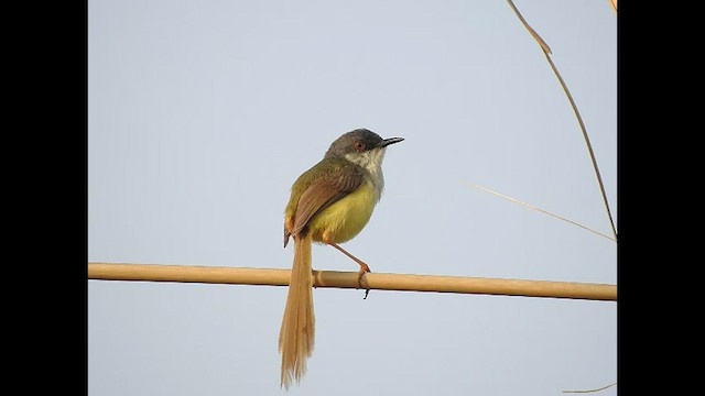 Prinia Ventriamarilla - ML490241211