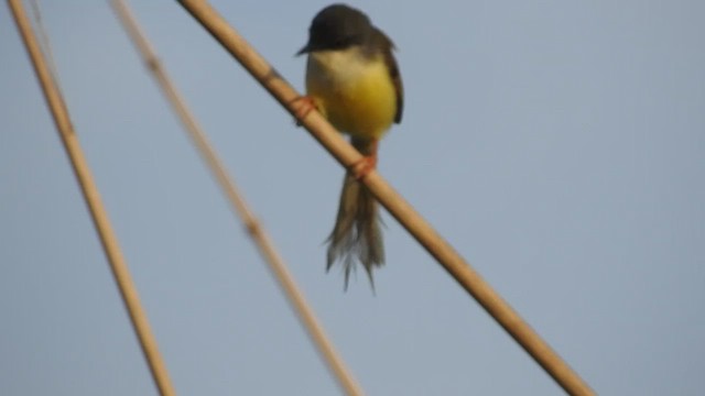 Yellow-bellied Prinia - ML490241271