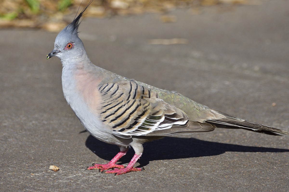 Crested Pigeon - ML490241661