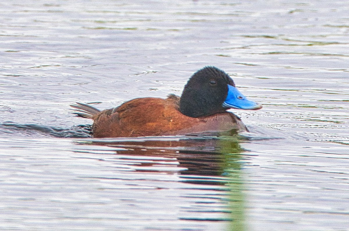 Blue-billed Duck - ML490242311