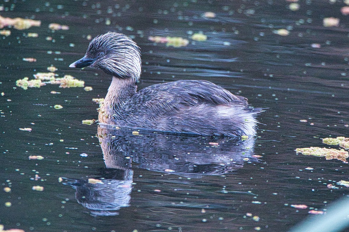 Hoary-headed Grebe - ML490242371