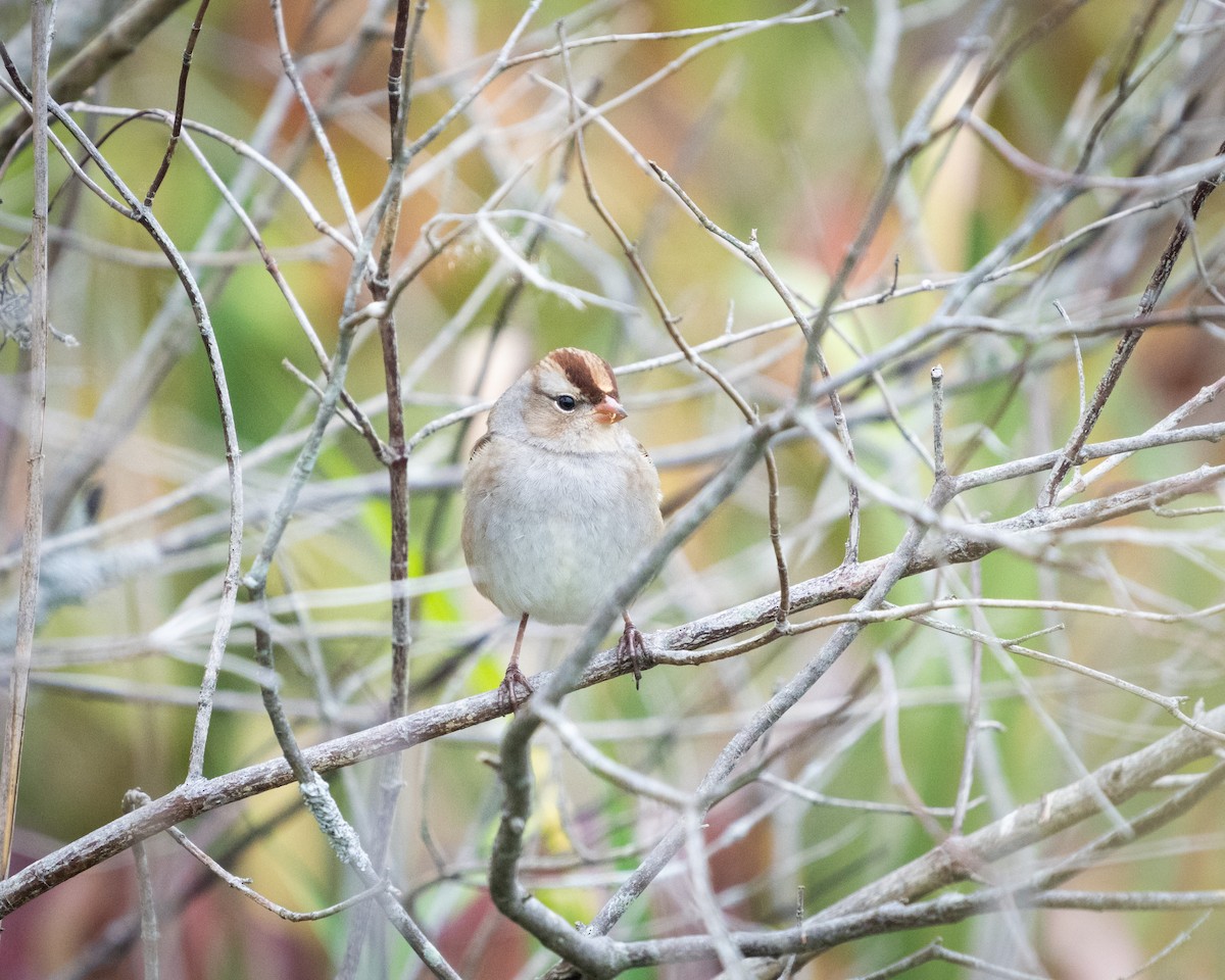 White-crowned Sparrow - ML490242391