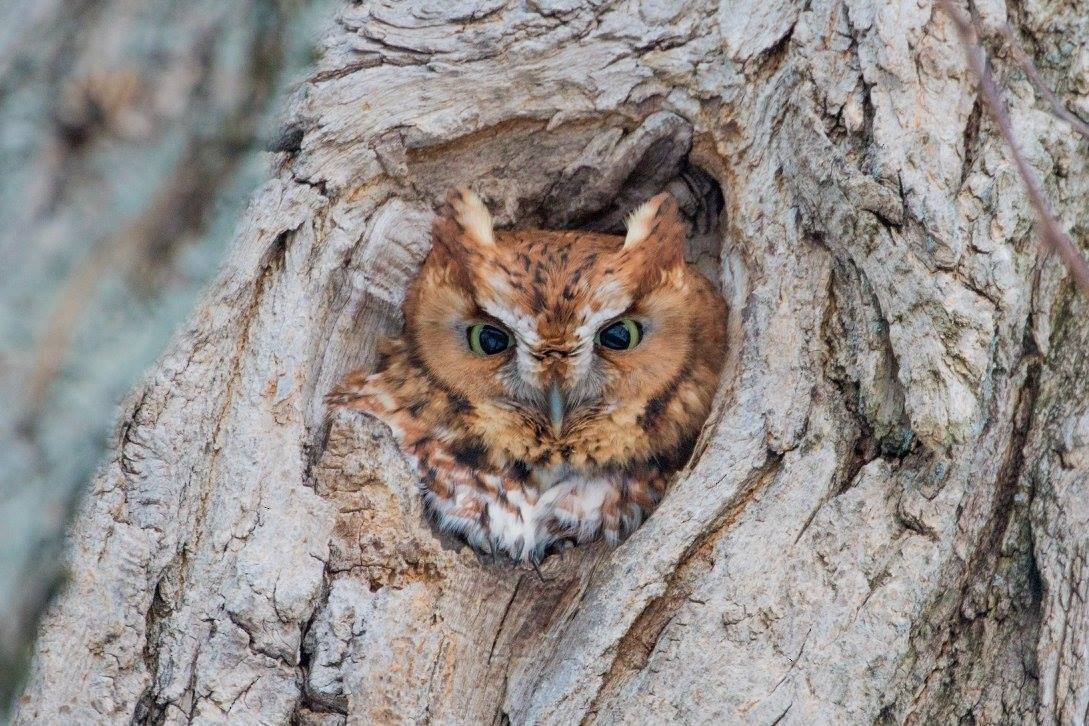 Eastern Screech-Owl - ML49024391