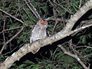  - Balsas Screech-Owl
