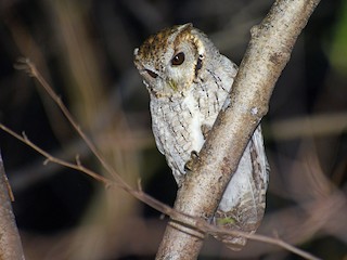  - Balsas Screech-Owl