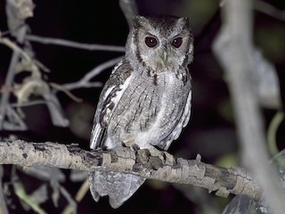  - Balsas Screech-Owl