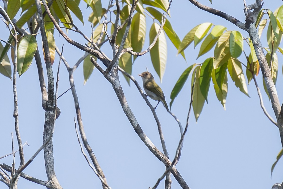 Brown-headed Greenlet - ML490245531