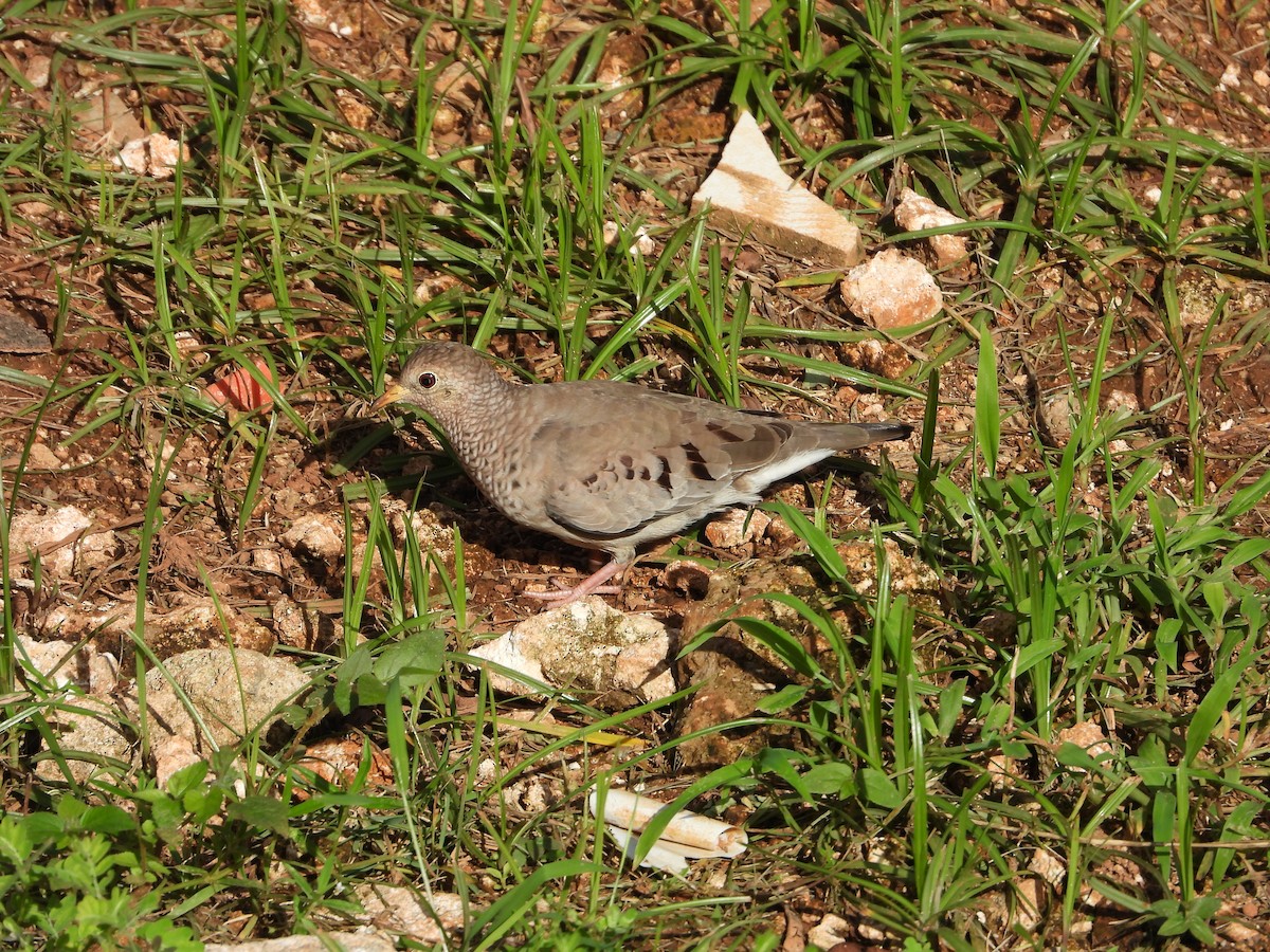 Common Ground Dove - ML490245851