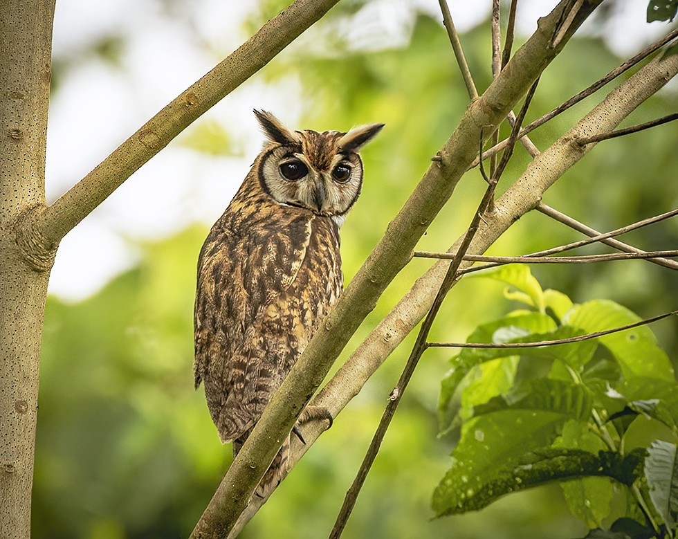 Striped Owl - ML490246171