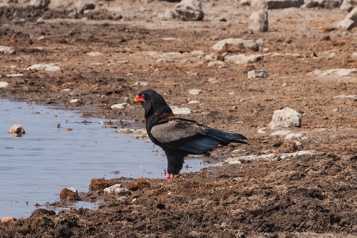 Bateleur - ML490246801