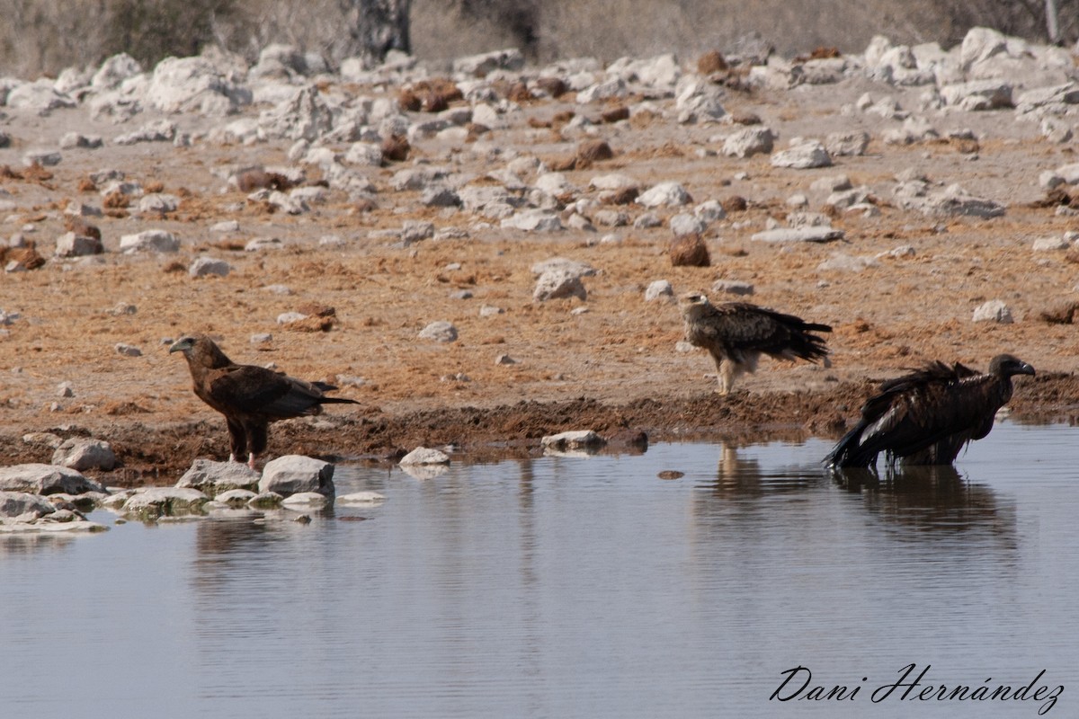 Bateleur - ML490247021