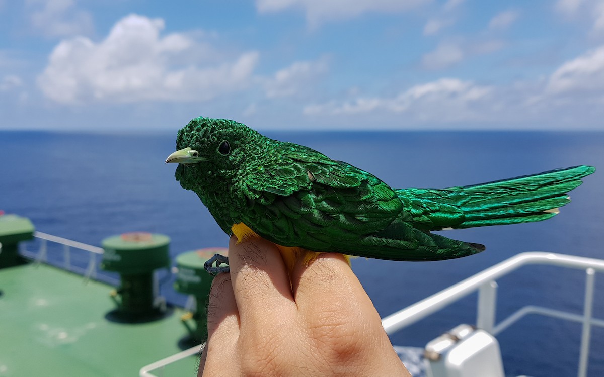 African Emerald Cuckoo - ML490248851