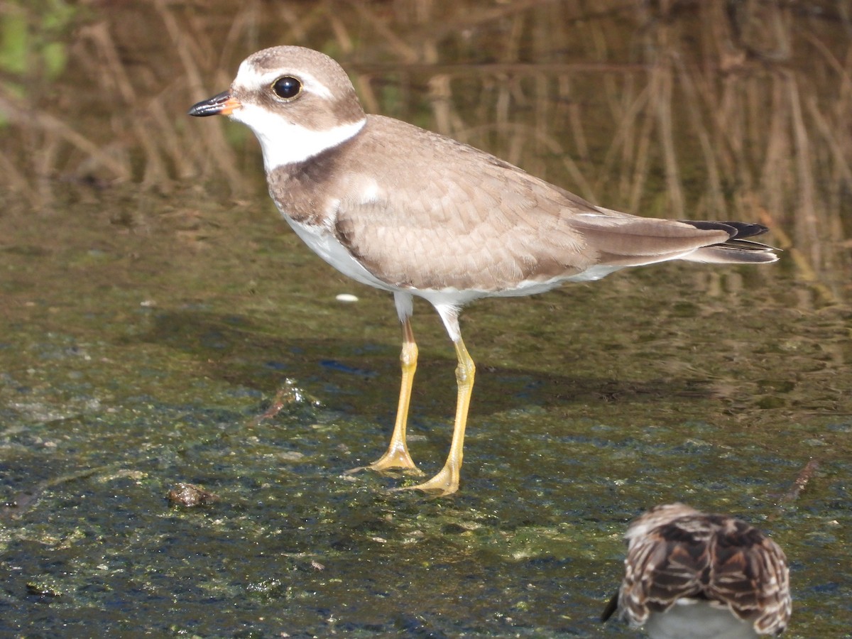 Semipalmated Plover - Juan Carlos Luna Garcia