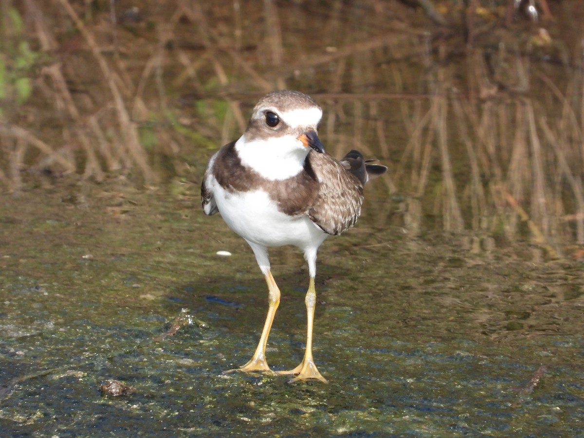 Semipalmated Plover - ML490249161