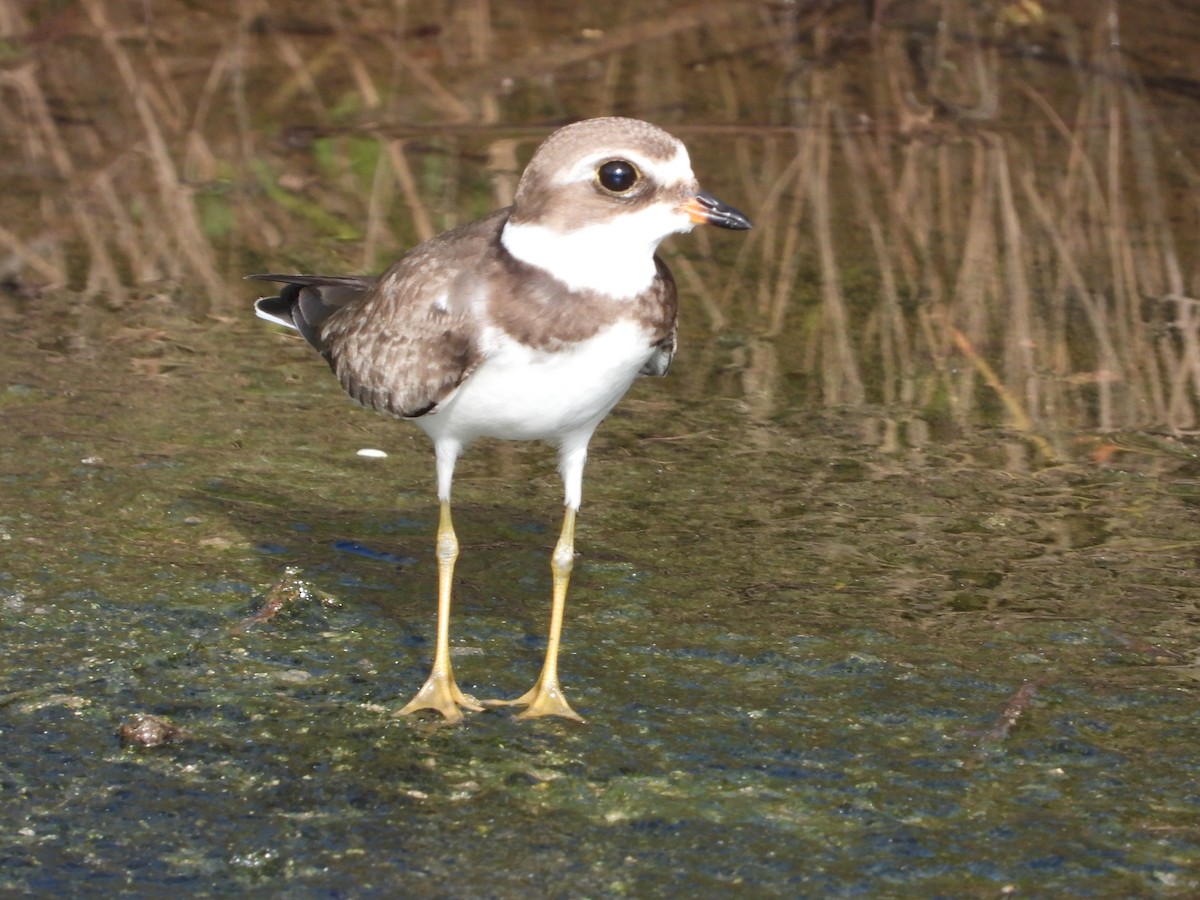 Semipalmated Plover - ML490249171