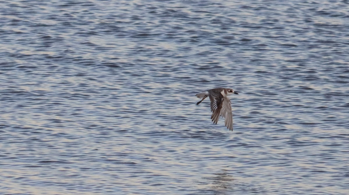 Зэвэн хиазат - ML490249361