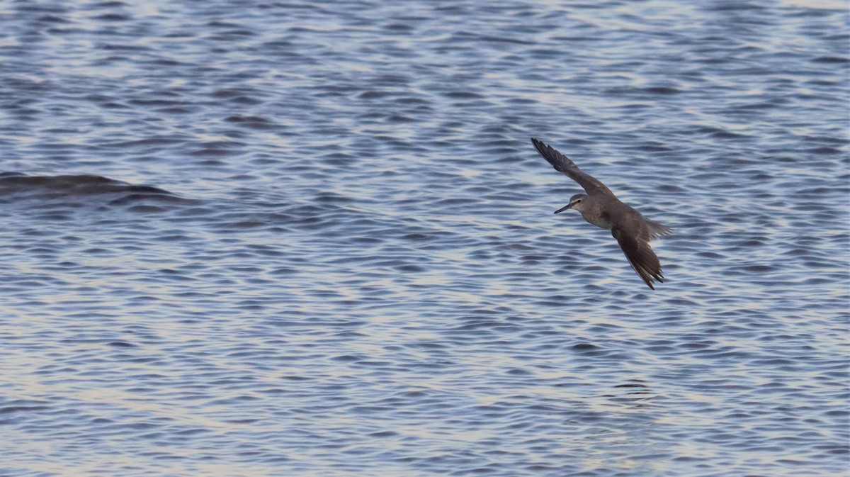 Буурал хөгчүү - ML490249371