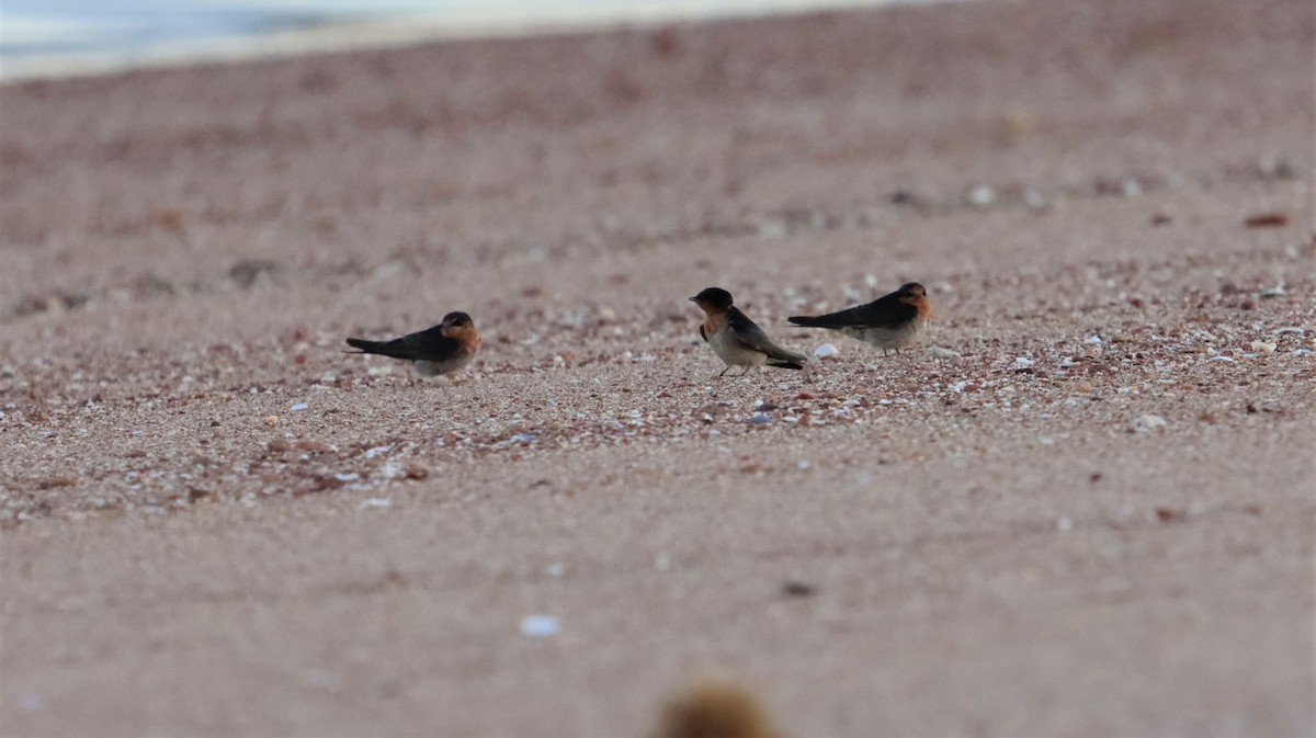 Welcome Swallow - ML490249391