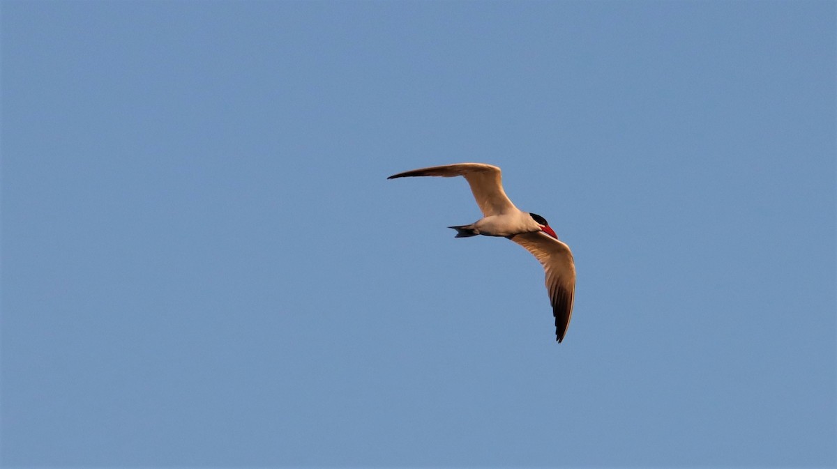 Морин хараалай - ML490249411