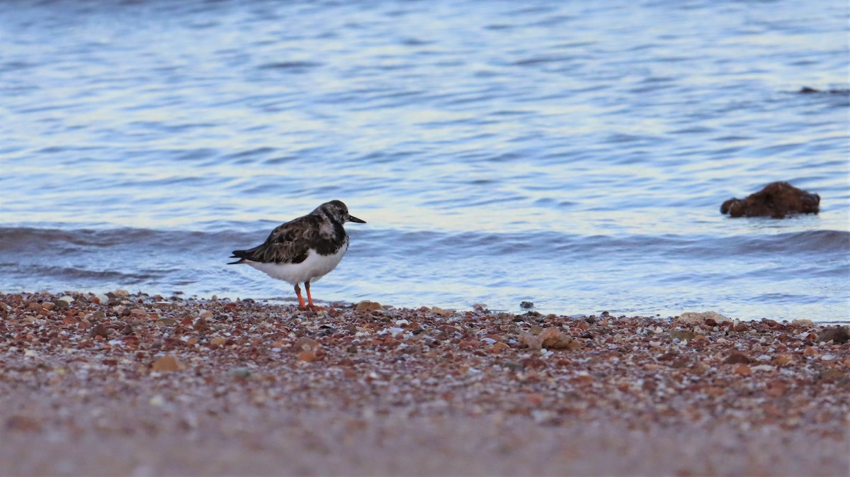 Алаг хайргач - ML490249451