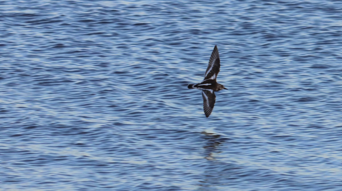 Алаг хайргач - ML490249491