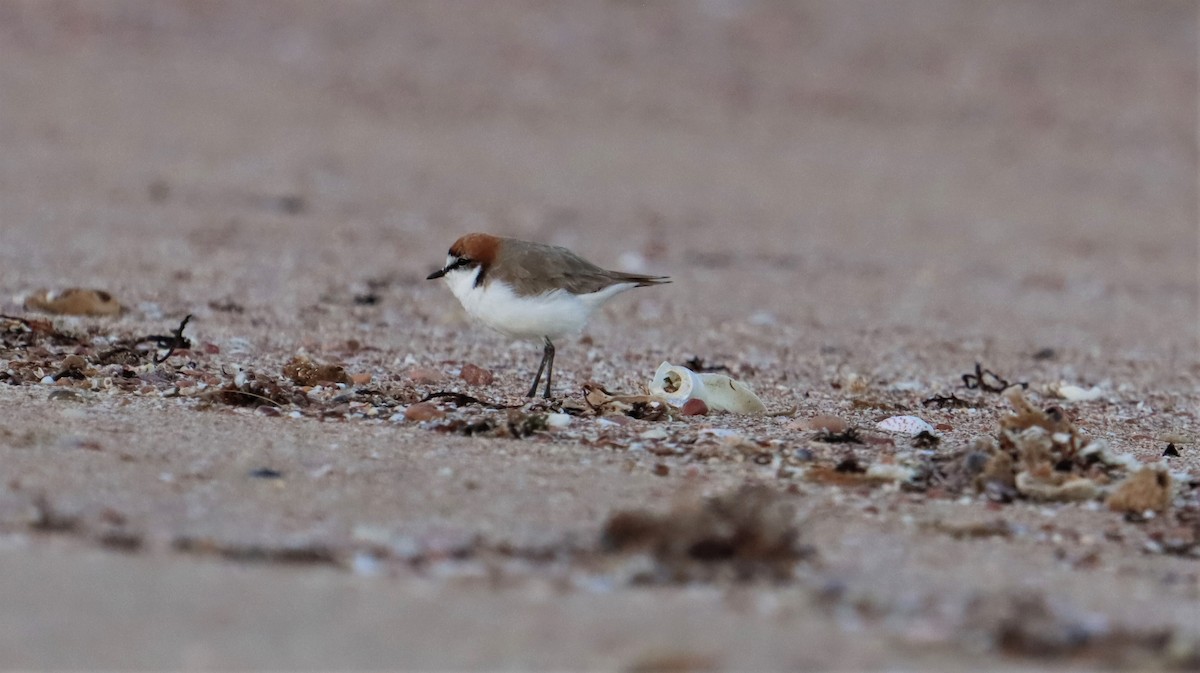 Red-capped Plover - ML490249581