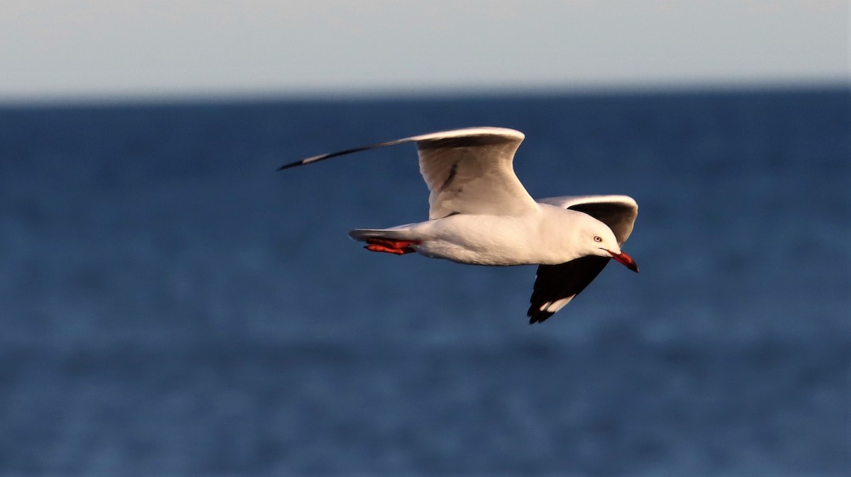Silver Gull - ML490249661
