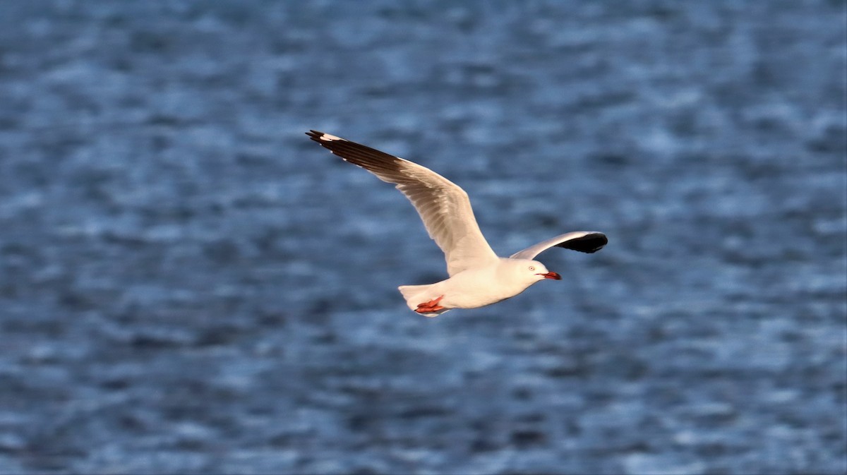 Silver Gull - ML490249671