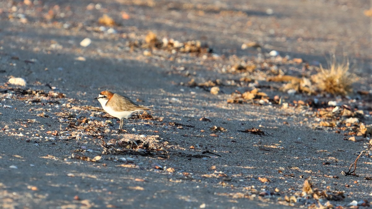 Red-capped Plover - ML490249701