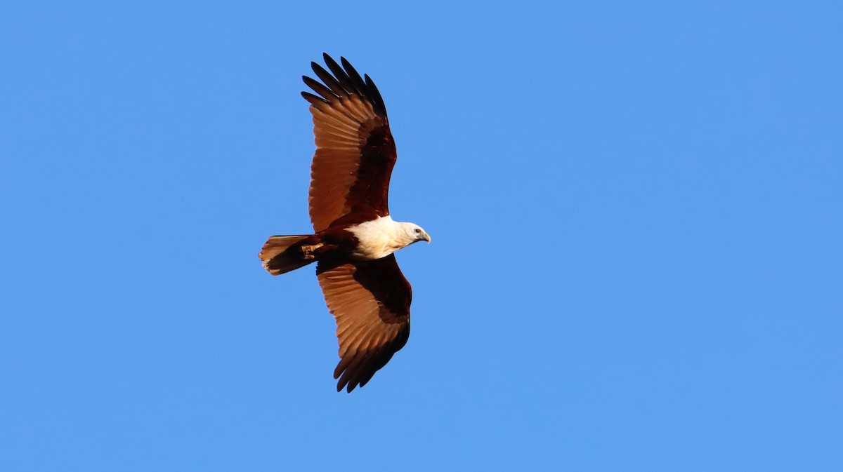 Brahminy Kite - ML490249721