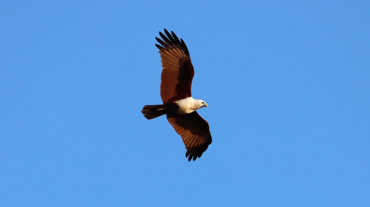 Brahminy Kite - ML490249731