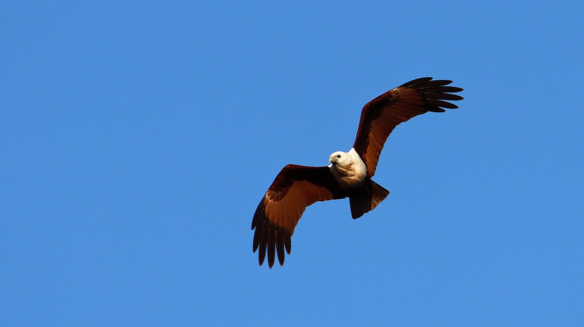 Brahminy Kite - ML490249741