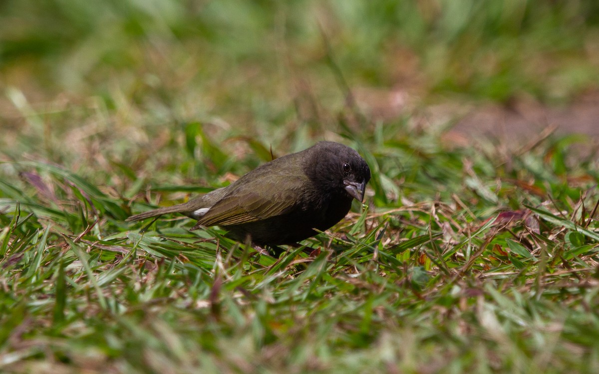 Black-faced Grassquit - ML490249871