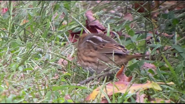 Nelson's Sparrow (Interior) - ML490250661