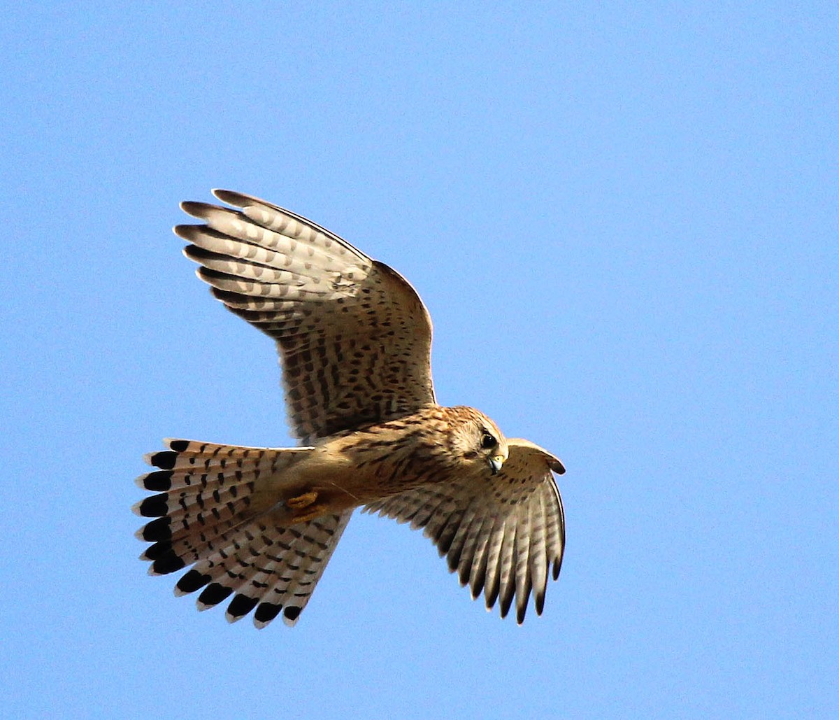 Eurasian Kestrel - Ashok Mashru