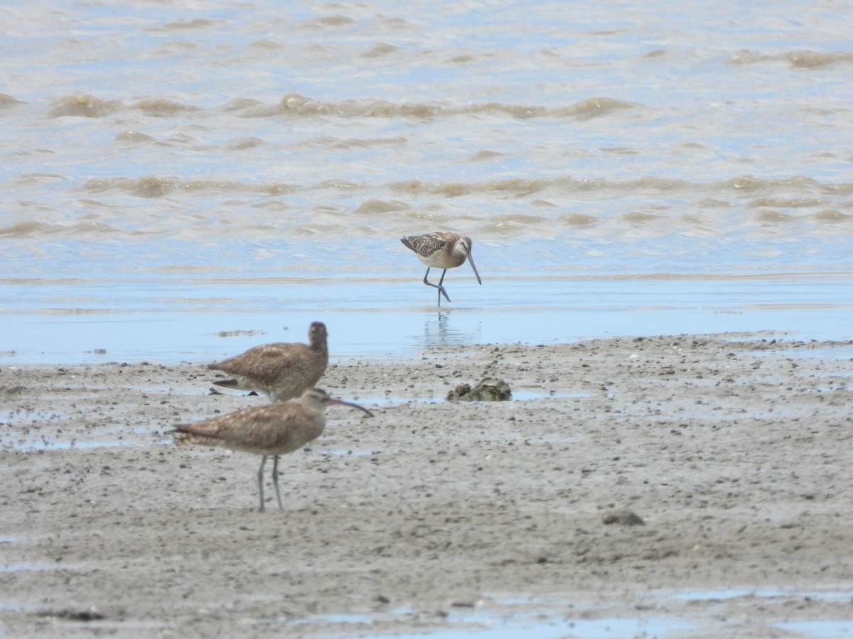 Asian Dowitcher - ML490252321